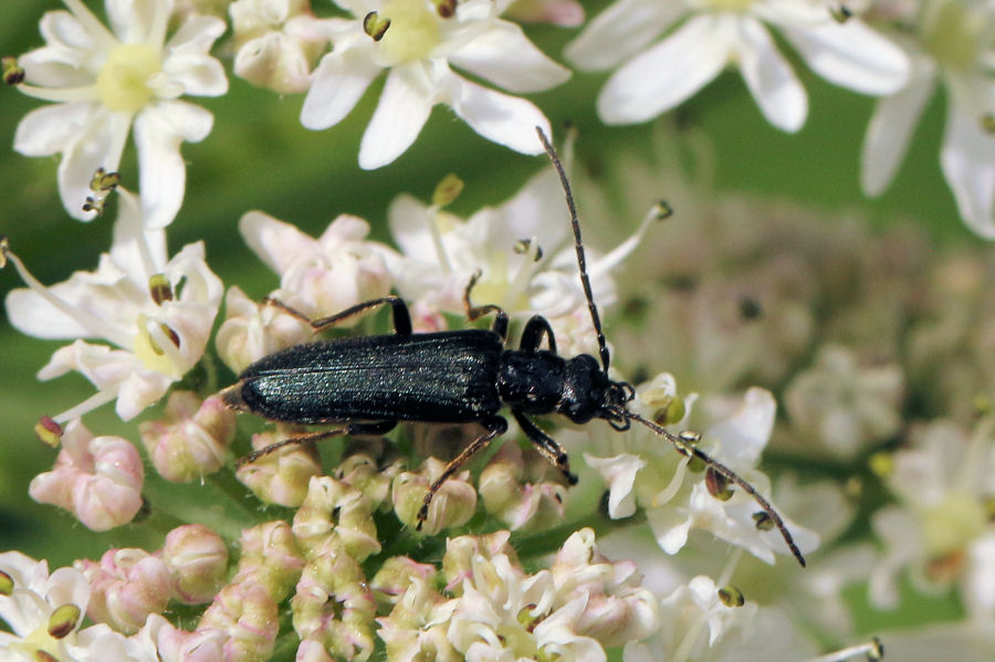 Oedemeridae svizzero: Anogcodes ruficollis? S, maschio