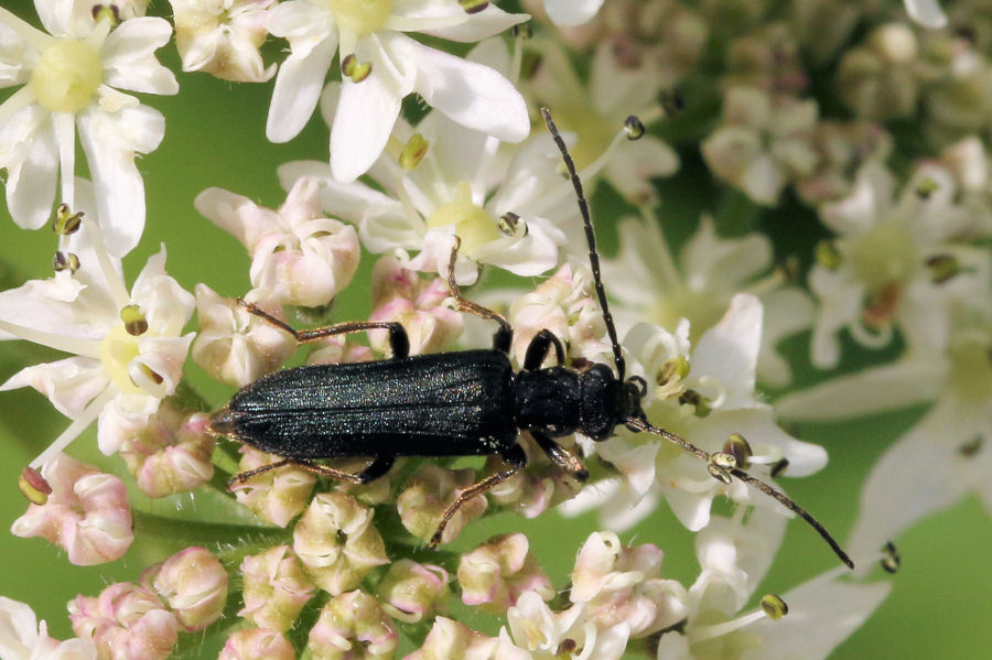 Oedemeridae svizzero: Anogcodes ruficollis? S, maschio