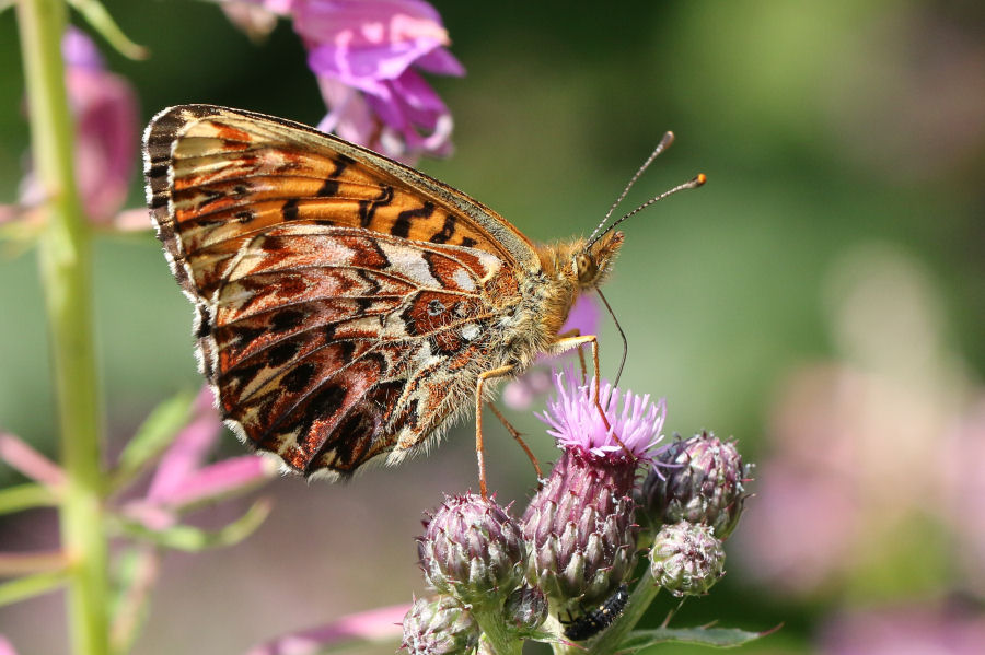 Nymphalidae: Boloria titania ?  S� !