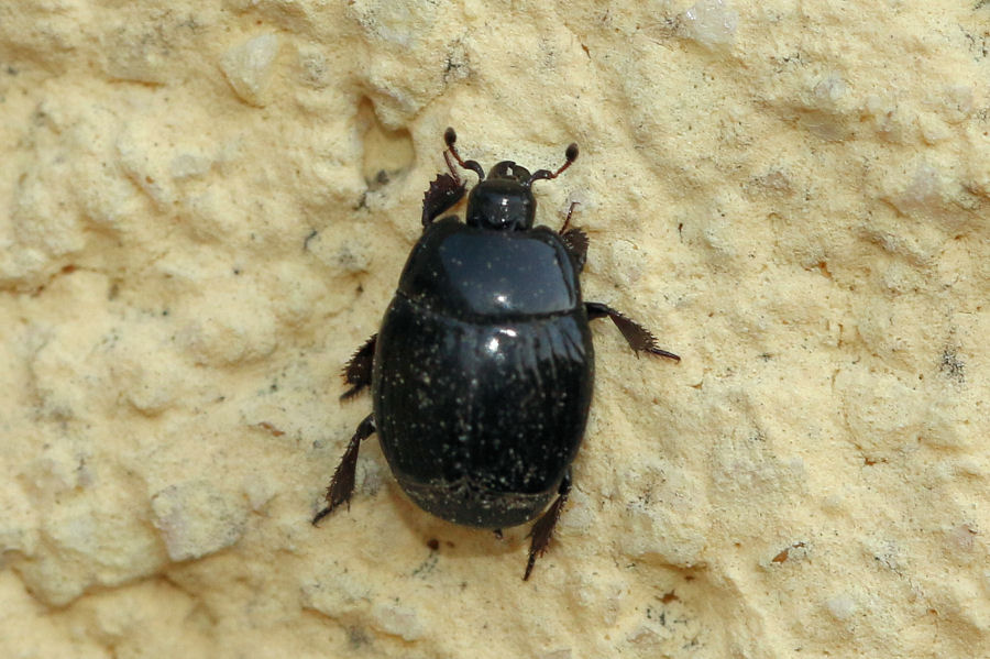 Histeridae: Margarinotus cfr. brunneus