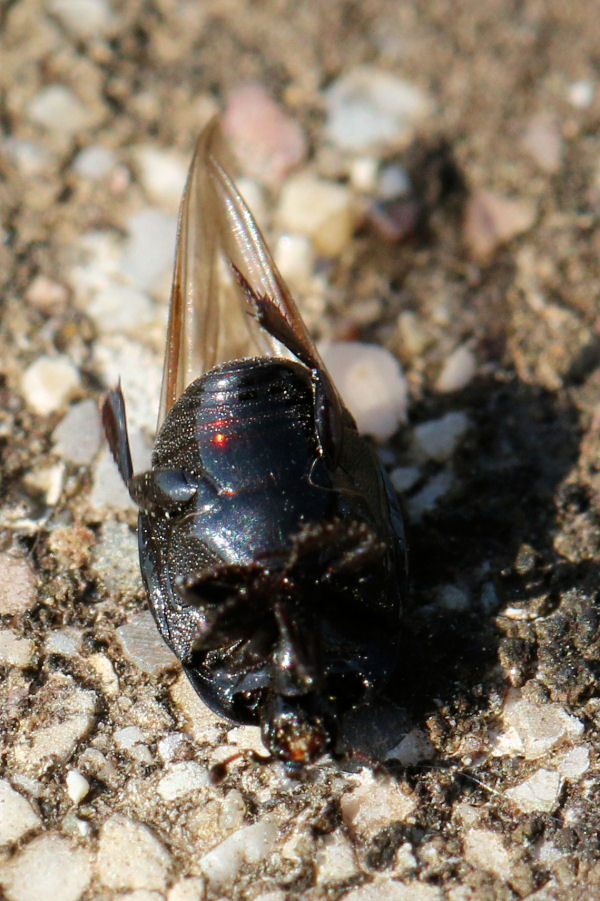 Histeridae: Margarinotus cfr. brunneus