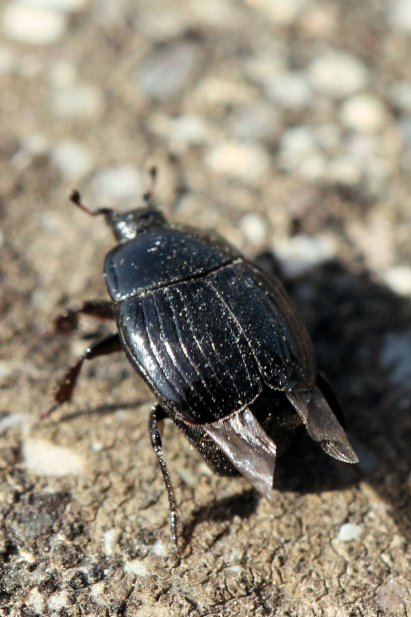 Histeridae: Margarinotus cfr. brunneus