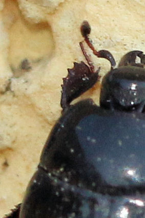 Histeridae: Margarinotus cfr. brunneus