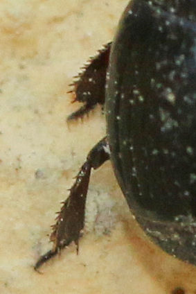 Histeridae: Margarinotus cfr. brunneus