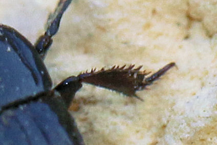 Histeridae: Margarinotus cfr. brunneus