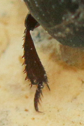 Histeridae: Margarinotus cfr. brunneus