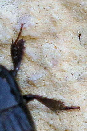 Histeridae: Margarinotus cfr. brunneus