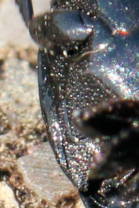 Histeridae: Margarinotus cfr. brunneus