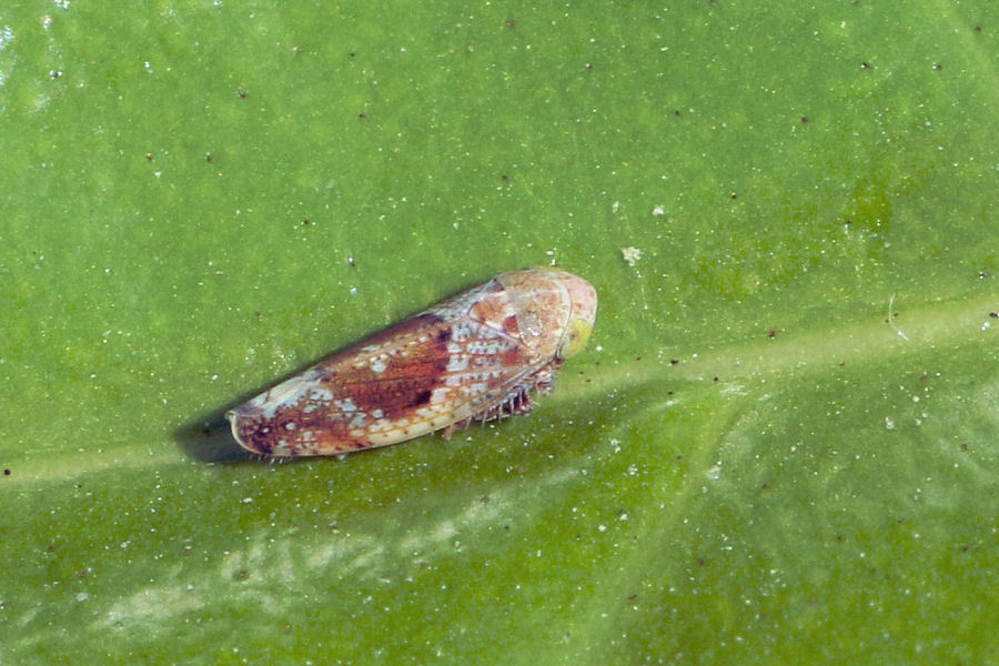 Cicadellidae invernale - Hishimonus hamatus