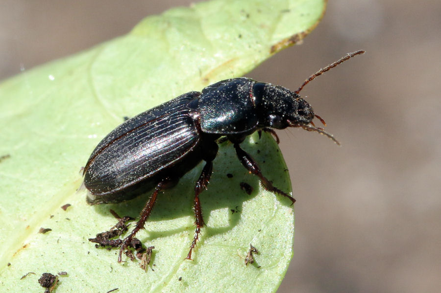 Carabidae: Harpalus sp.?