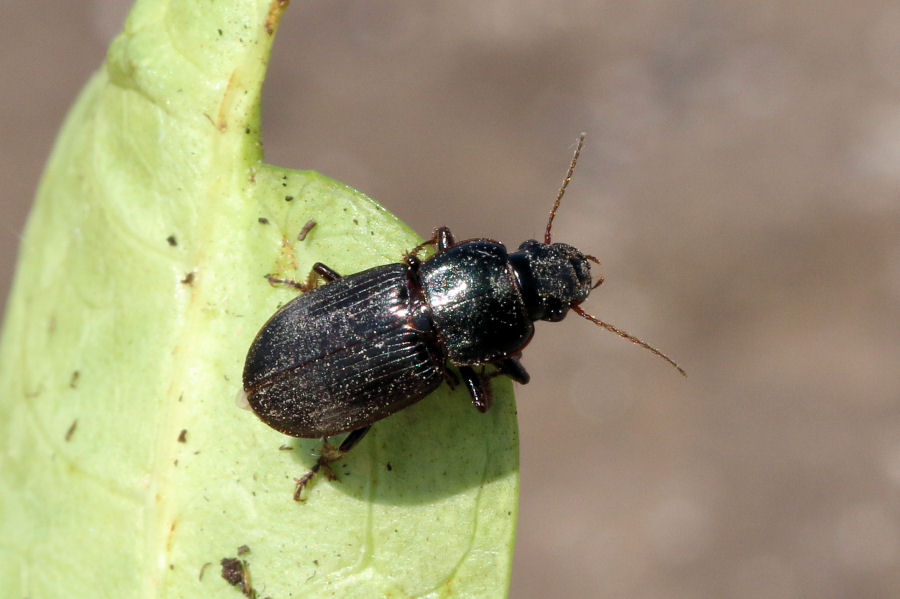 Carabidae: Harpalus sp.?
