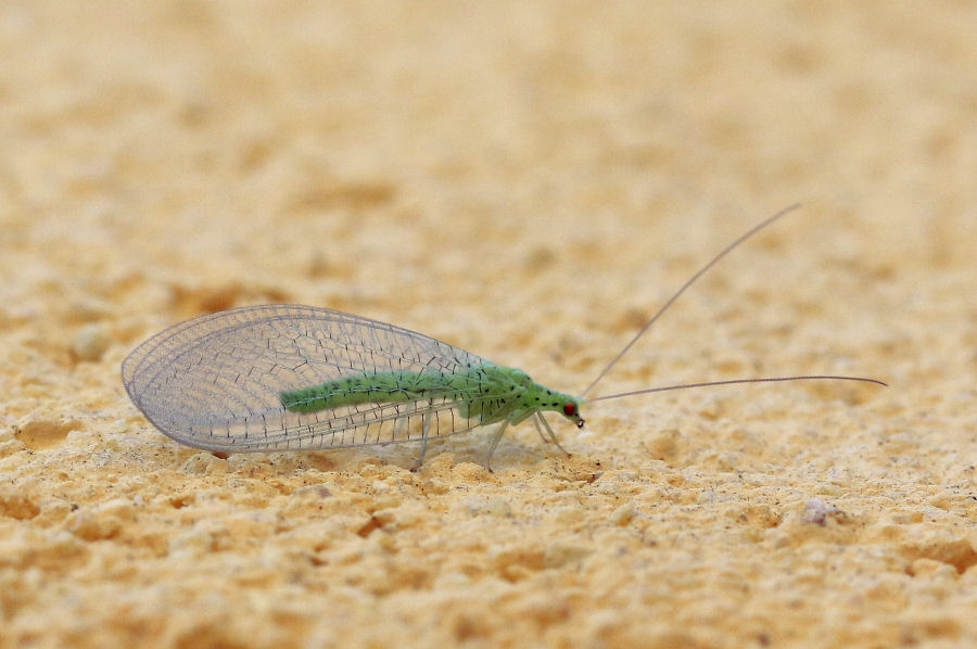 Chrysopidae: Pseudomallada sp.?  S, Pseudomallada gr. prasinus