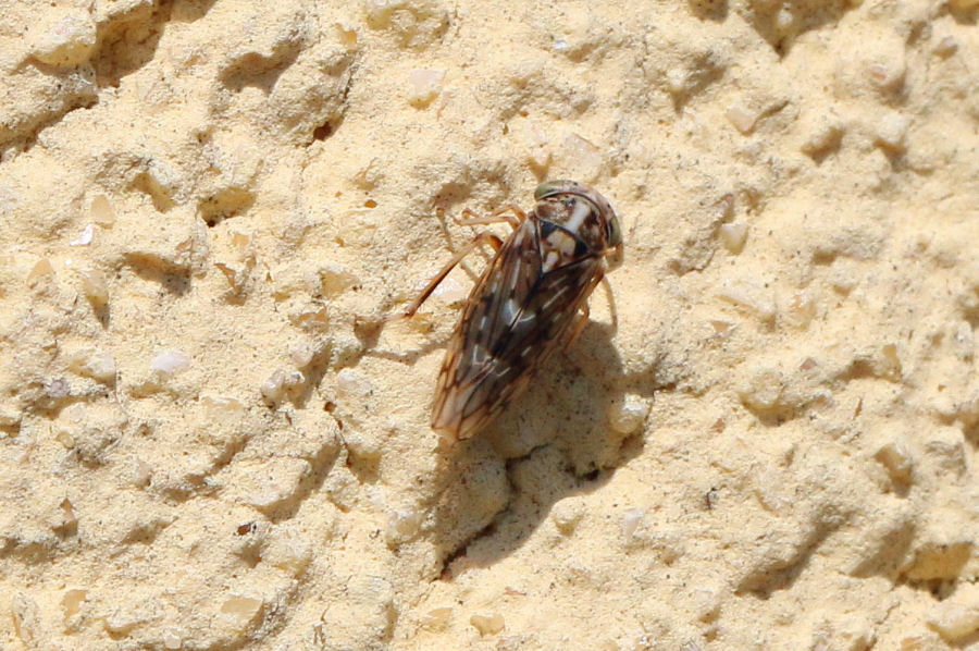 Cicadellidae idiocerinae: Stenidiocerus poecilus