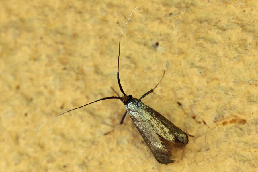 Adelidae: Adela reaumurella? S !