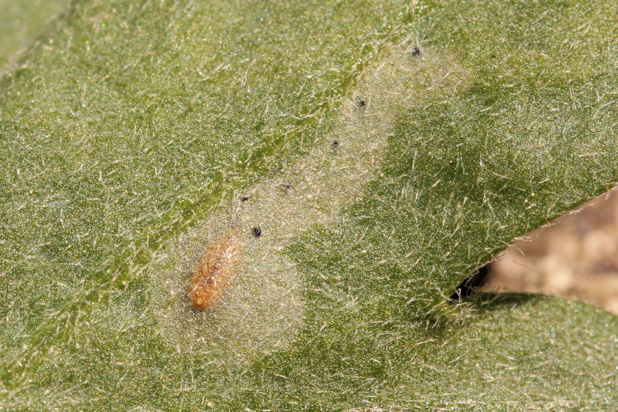 Agromyzidae su Crisantemo
