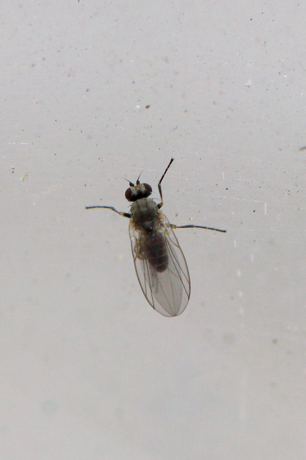 Agromyzidae su Crisantemo