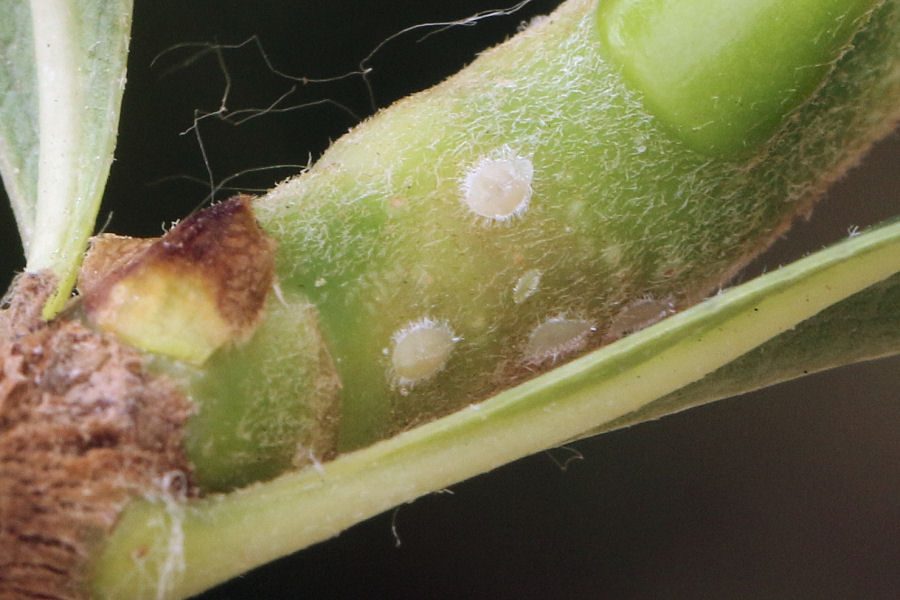 Coccidae su Lauro Ceraso