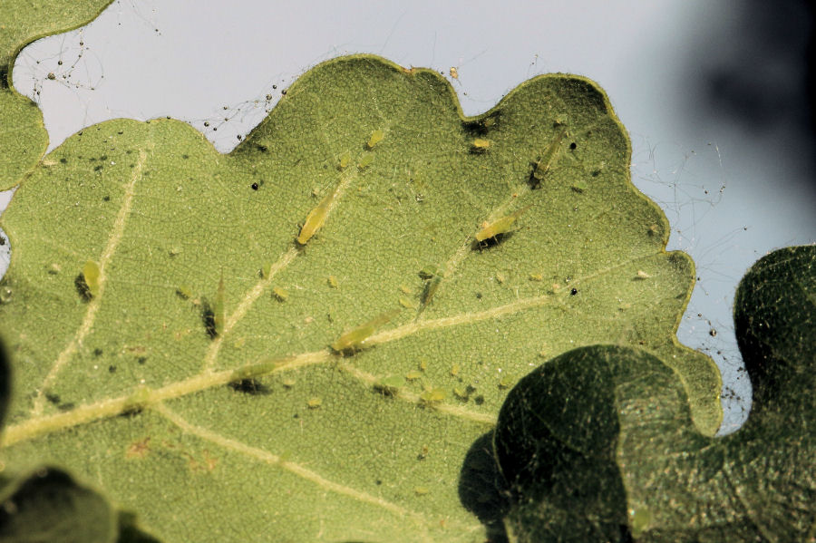 Quercia infestata da Aphididae