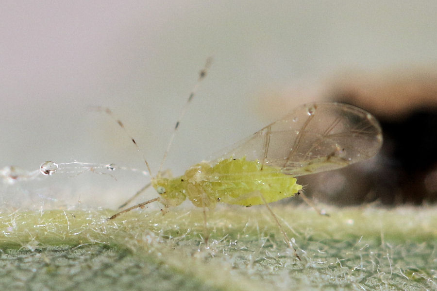 Quercia infestata da Aphididae