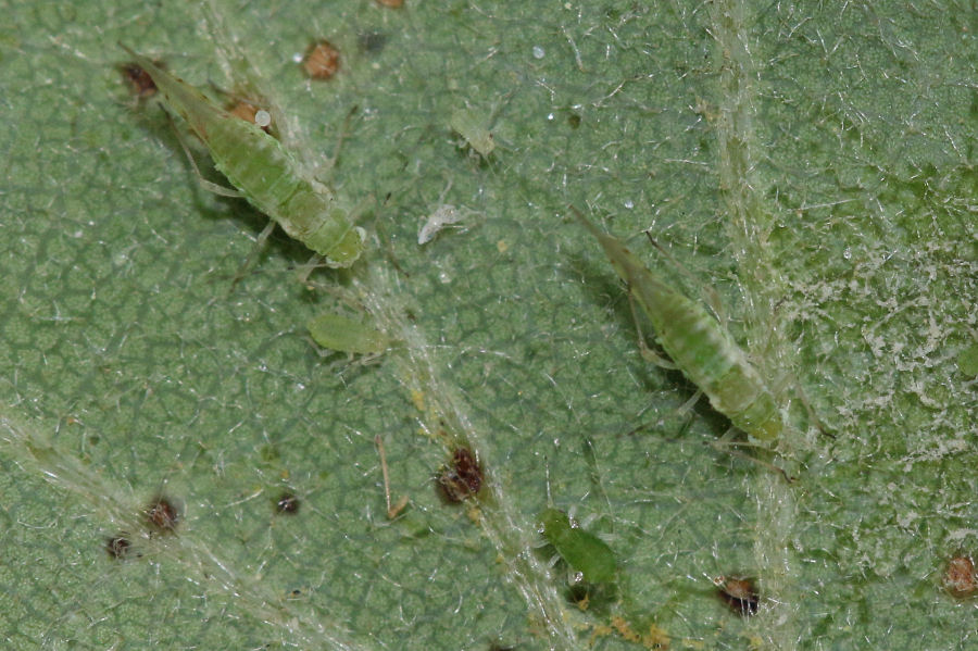 Quercia infestata da Aphididae