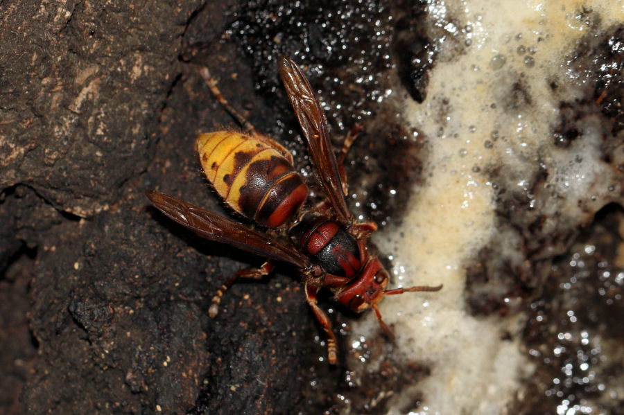 Regina di Vespa crabro