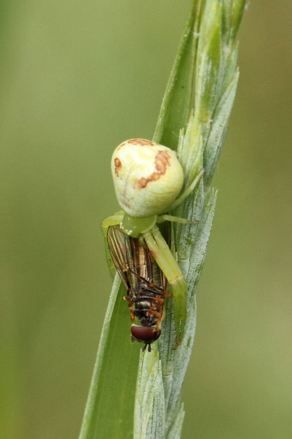 Thomisidae: Ebrechtella tricuspidata? S - Castel Maggiore (BO)