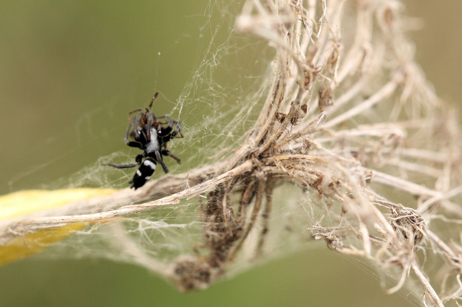 Gnaphosidae vs Theridiidae:Aphantaulax sp.-Parasteatoda tepidariorum - prov. BO
