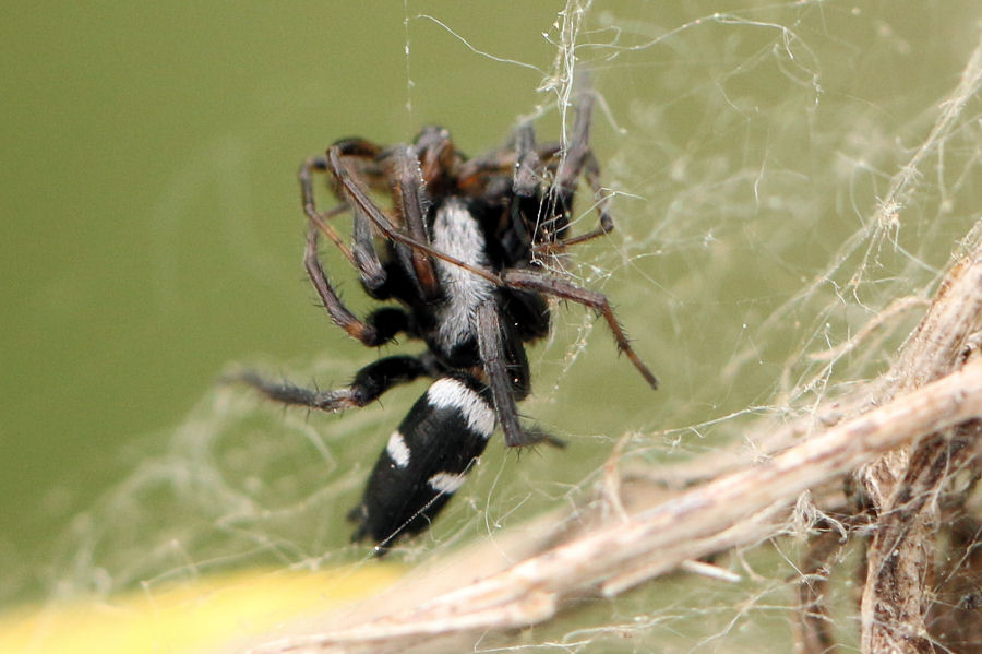Gnaphosidae vs Theridiidae:Aphantaulax sp.-Parasteatoda tepidariorum - prov. BO
