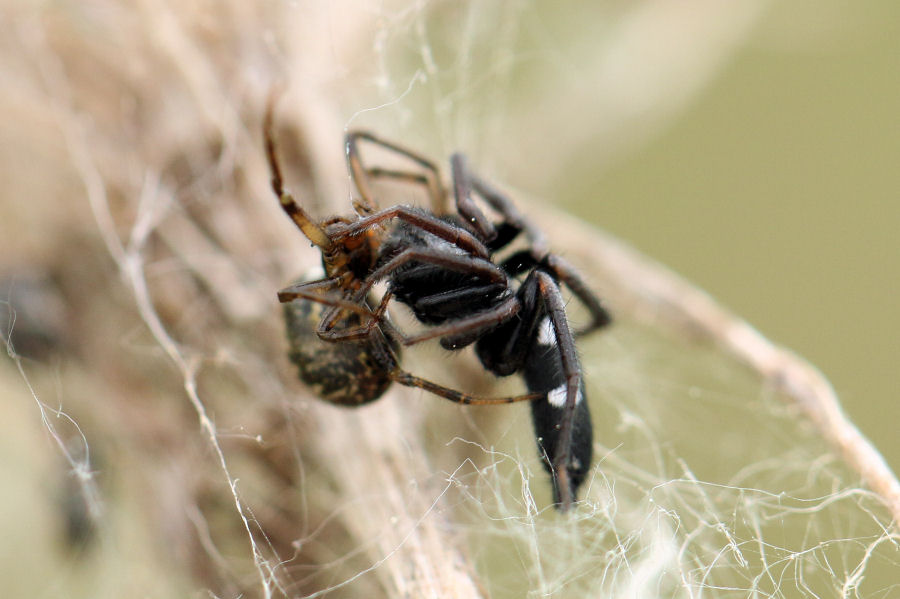 Gnaphosidae vs Theridiidae:Aphantaulax sp.-Parasteatoda tepidariorum - prov. BO