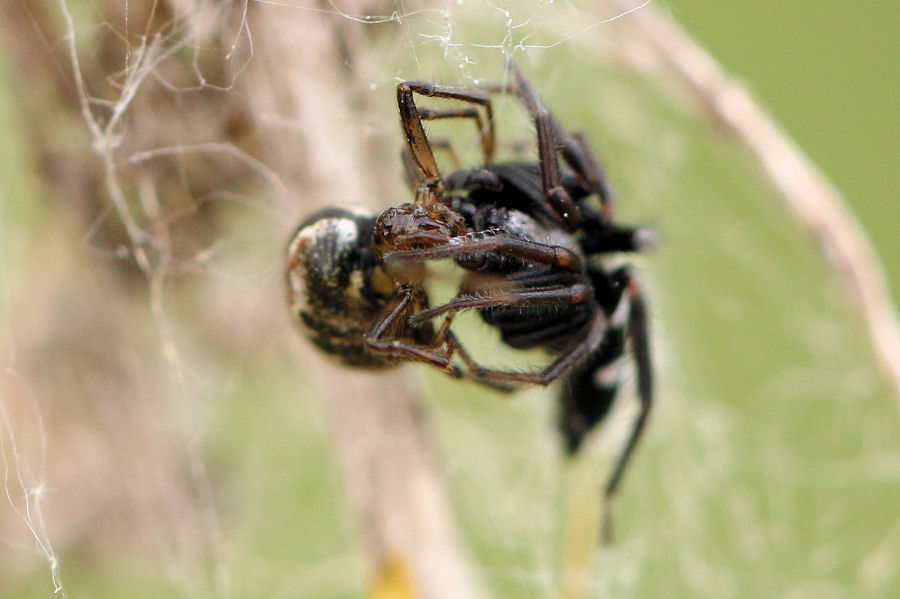 Gnaphosidae vs Theridiidae:Aphantaulax sp.-Parasteatoda tepidariorum - prov. BO