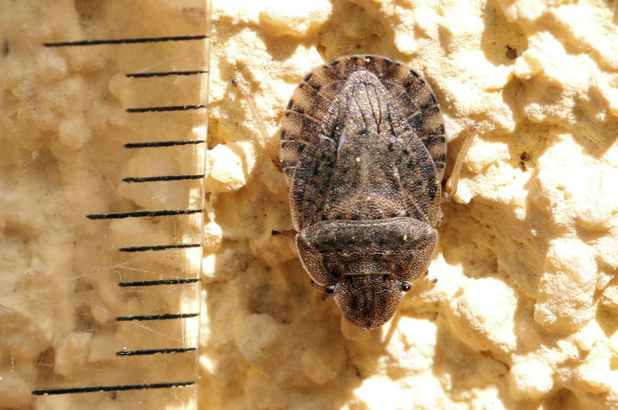 Pentatomidae: Sciocoris homalonotus