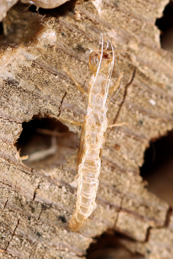 Exuvia di Parainocellia bicolor?   forse....