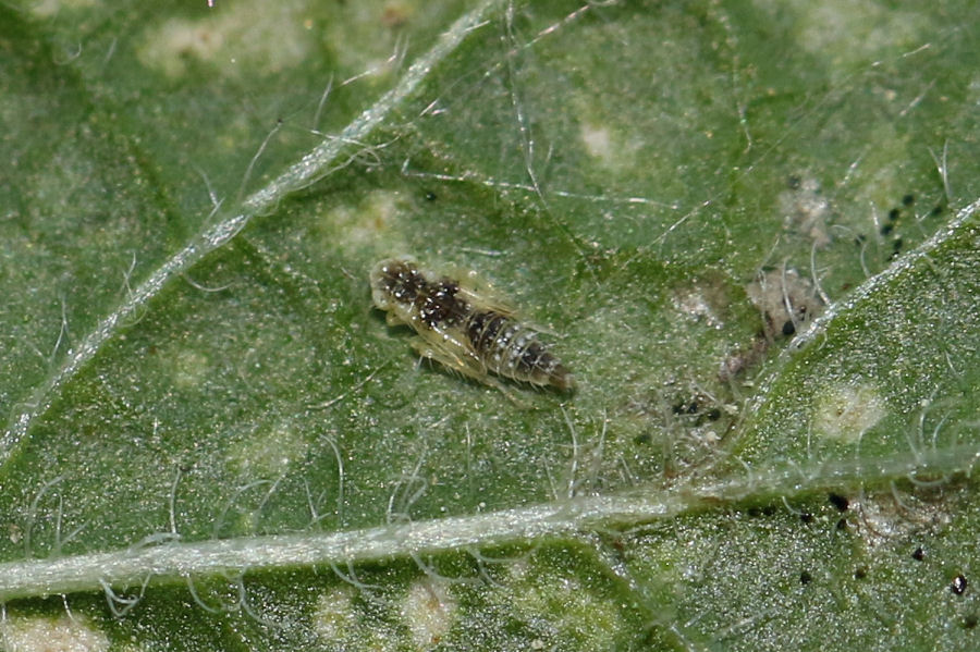 Eupteryx decemnotata - vari stadi