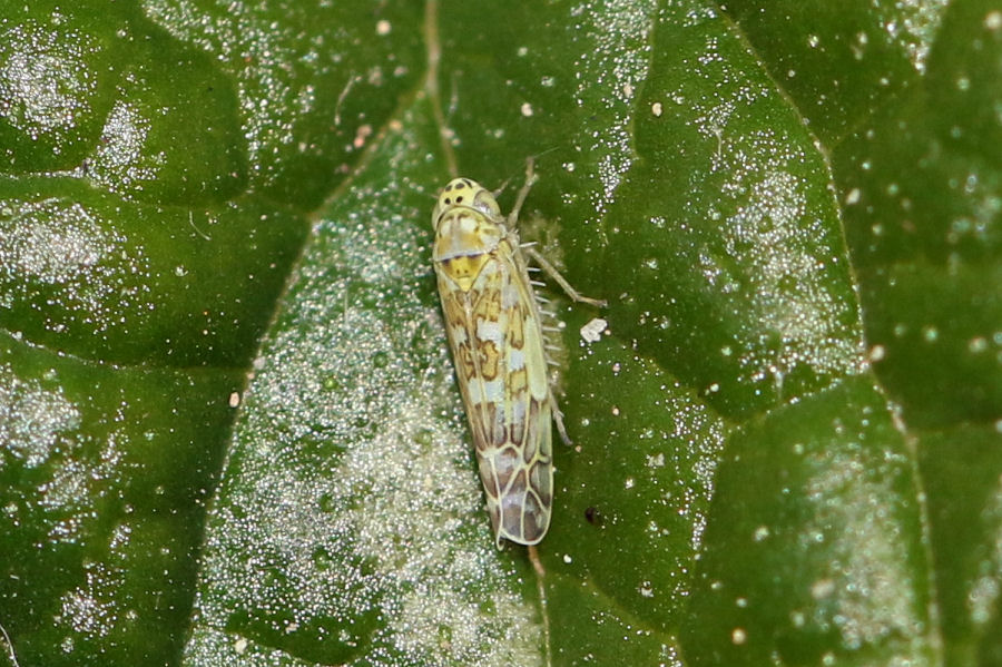 Eupteryx decemnotata - vari stadi