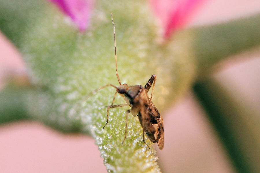 Miridae: un altro Phytocoris parvulus ?  S !