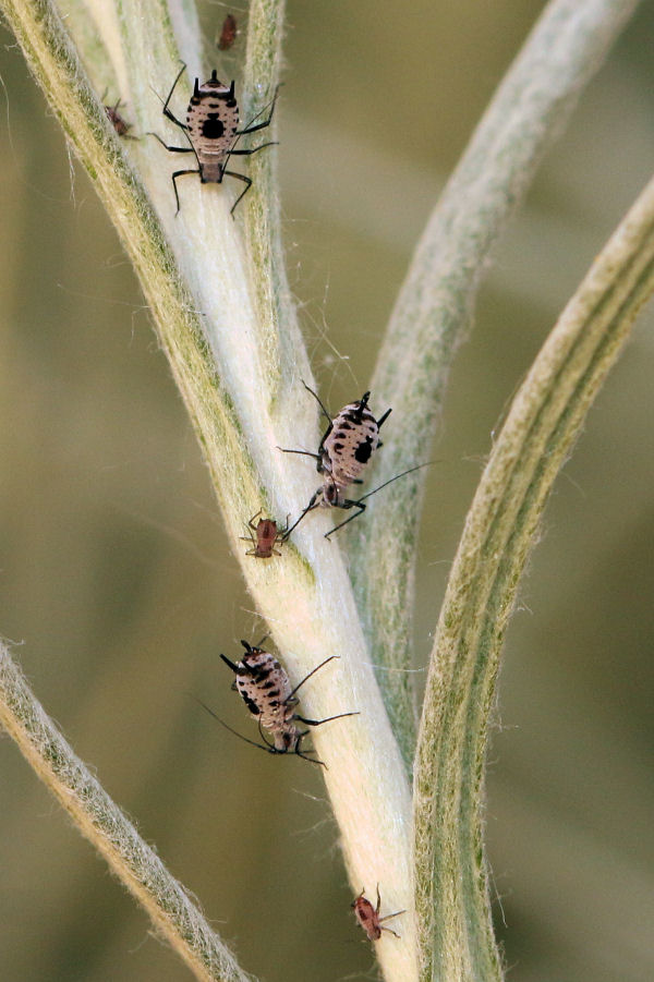 Quali afidi su Elicriso italico? Macrosiphoniella absinthii