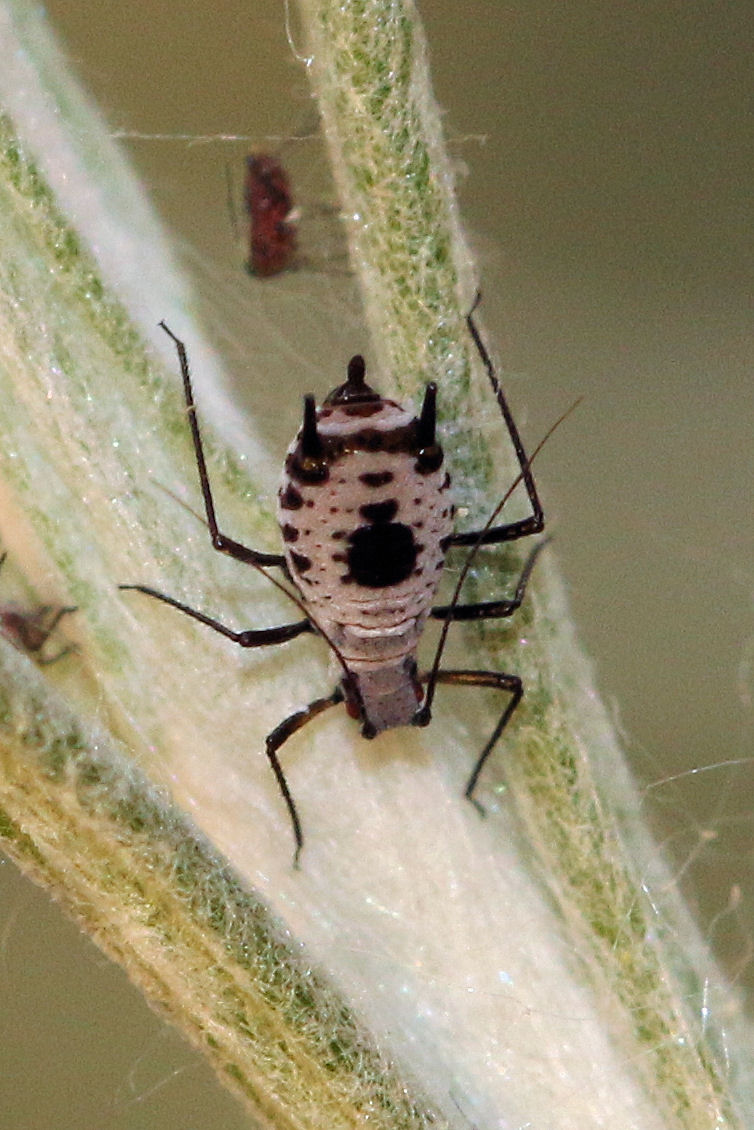 Quali afidi su Elicriso italico? Macrosiphoniella absinthii