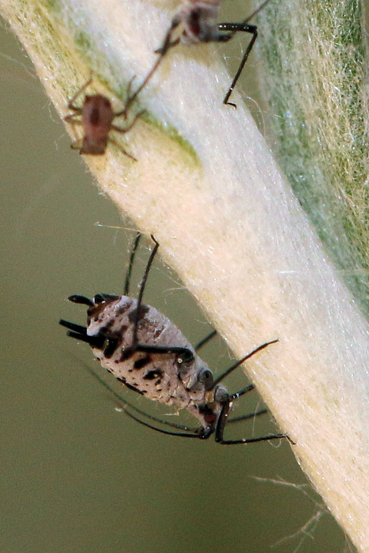 Quali afidi su Elicriso italico? Macrosiphoniella absinthii