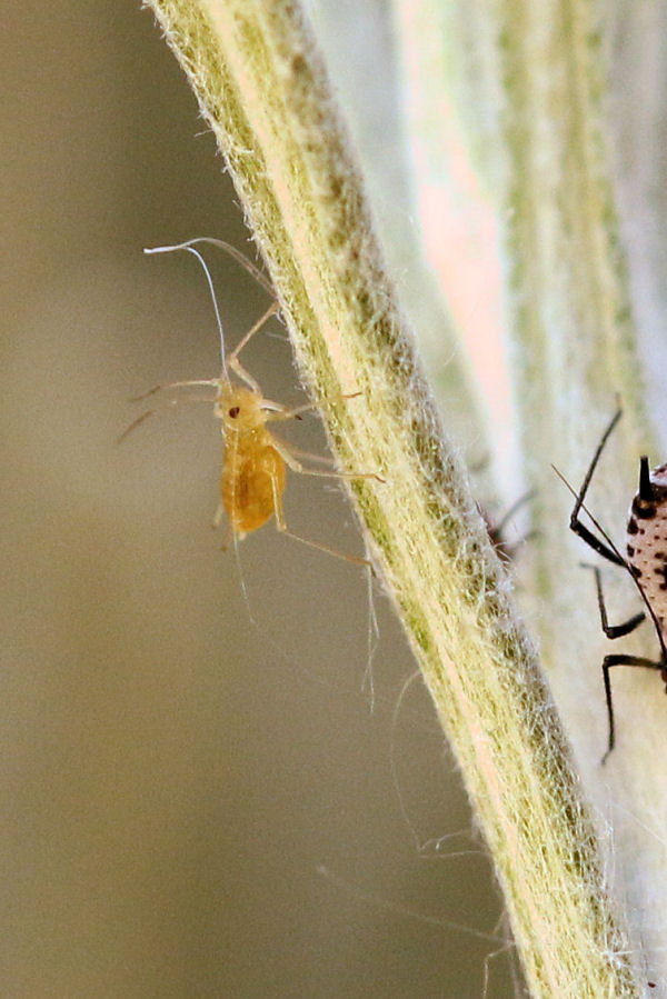 Quali afidi su Elicriso italico? Macrosiphoniella absinthii