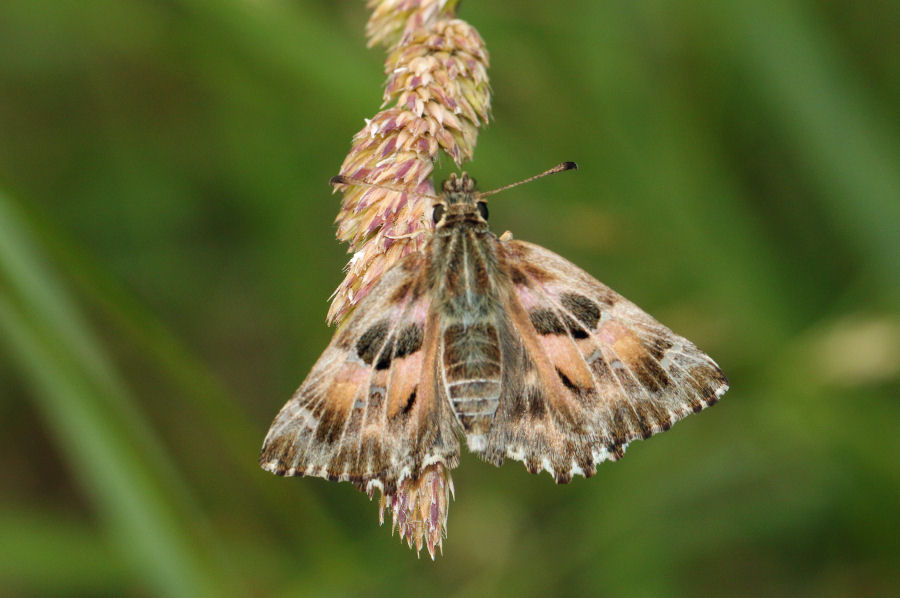 Hesperiidae:Carcharodus sp.?  S, Carcharodus alceae