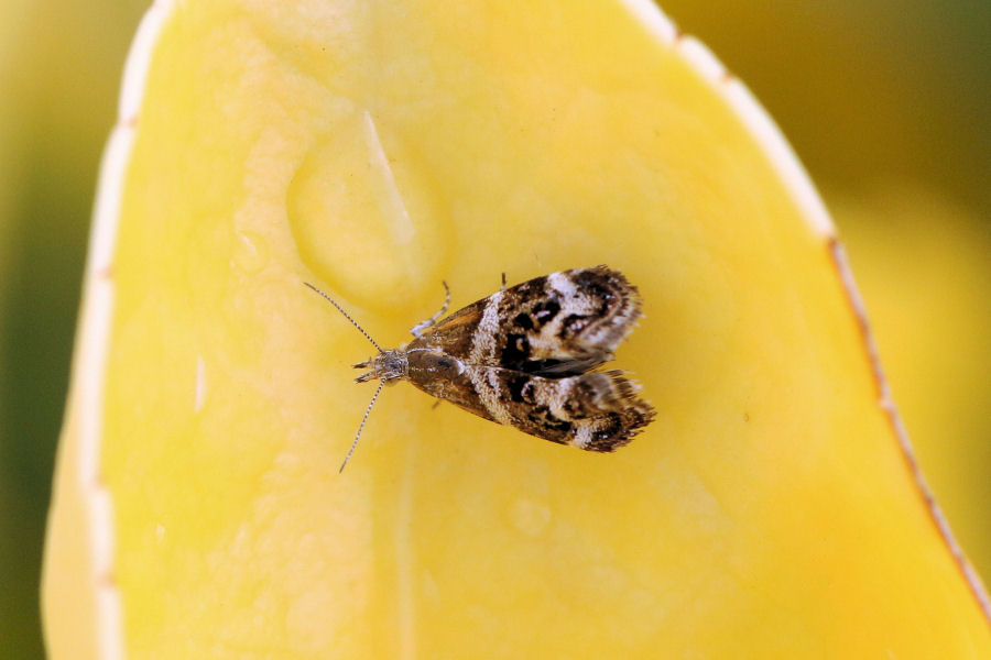 Choreutidae: Tebenna micalis?  S !
