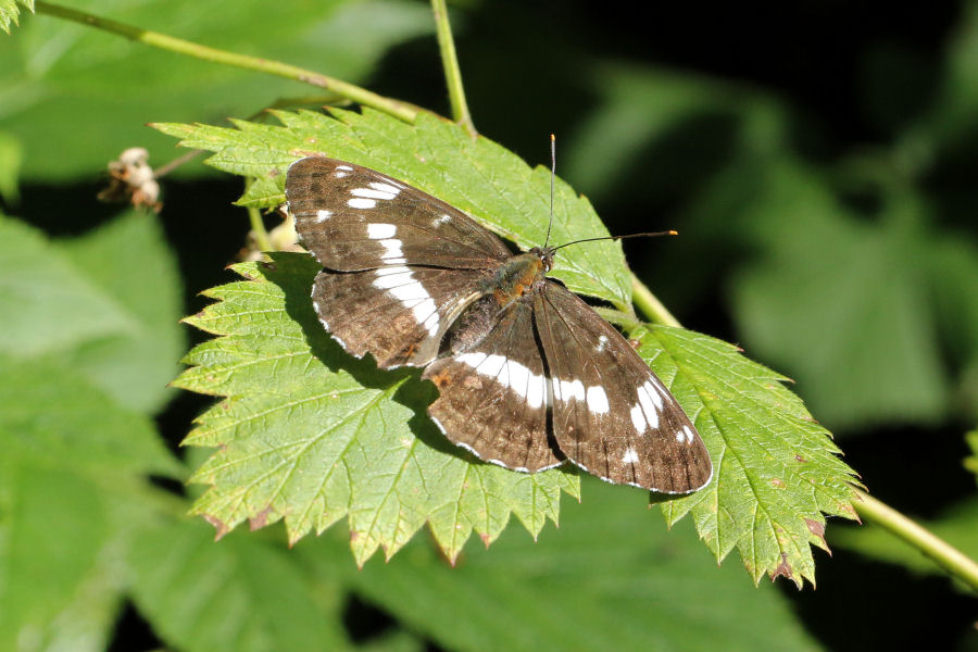 Limenitis camilla (svizzera) ?   S !