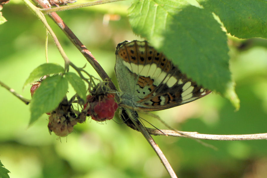 Limenitis camilla (svizzera) ?   S !