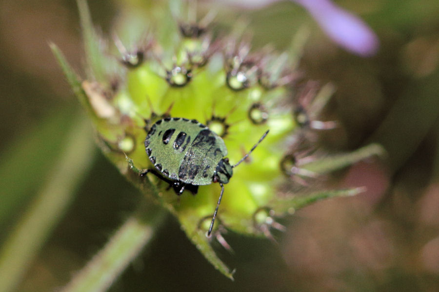 Pentatomidae: neanidi di Palomena sp.