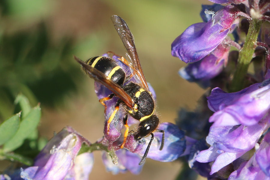 Eumenidae svizzero:  Ancistrocerus cfr. oviventris