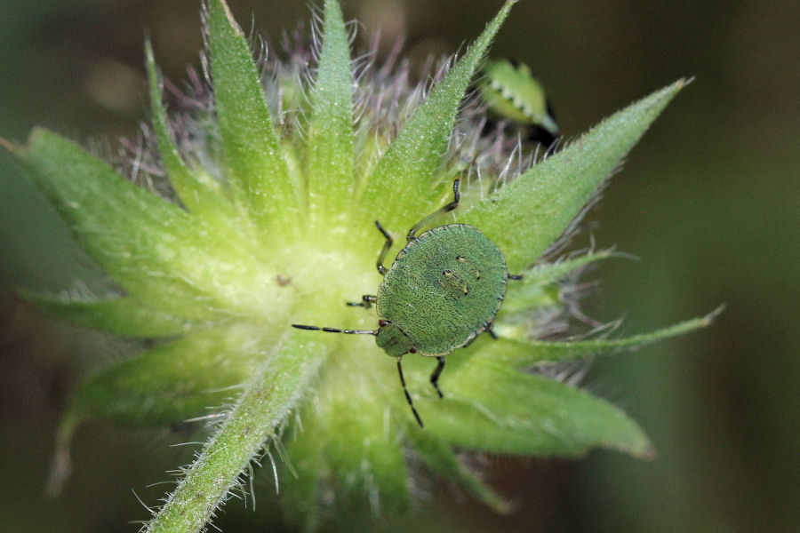 Pentatomidae: neanidi di Palomena sp.