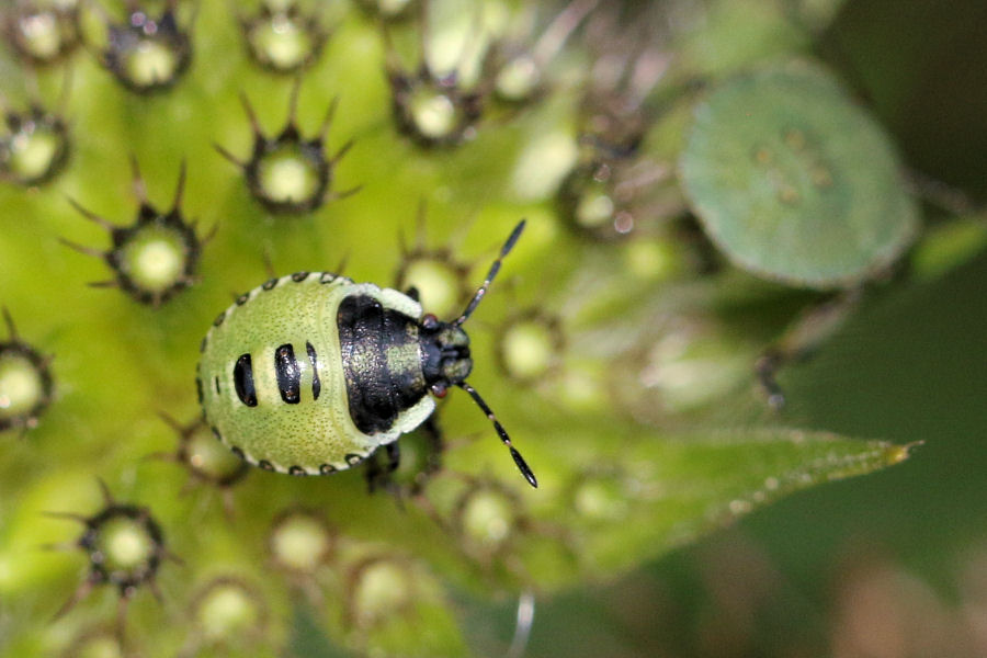 Pentatomidae: neanidi di Palomena sp.