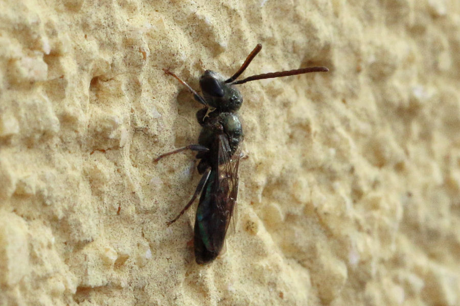 Apidae Halictinae?