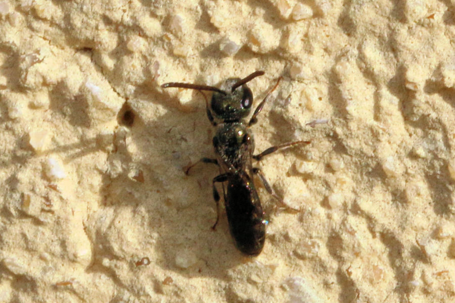 Apidae Halictinae?