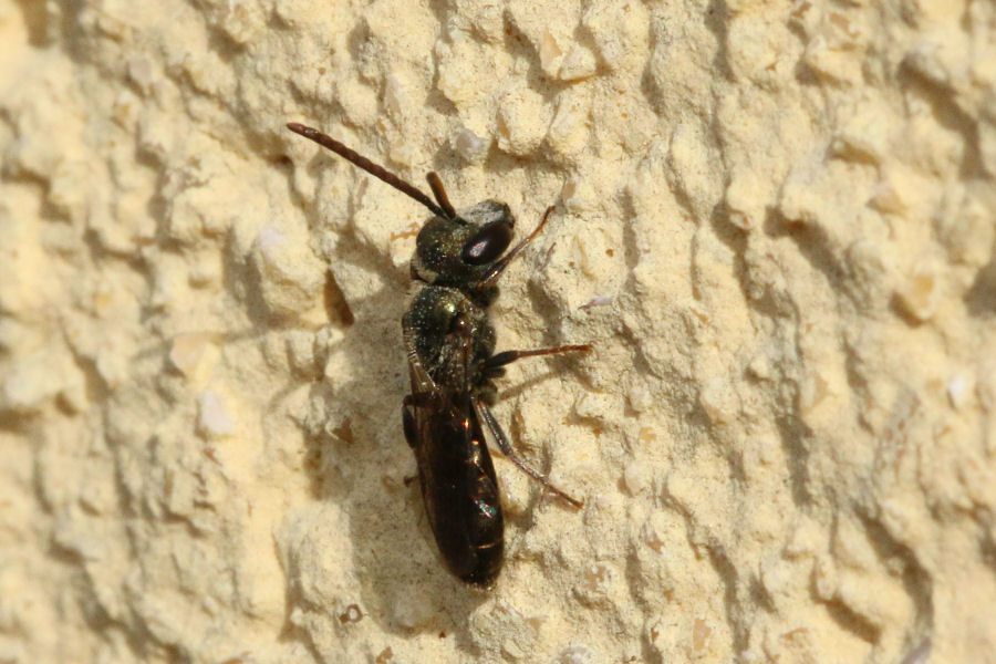 Apidae Halictinae?